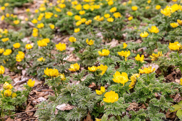 北海道洞爺湖町、散策路で春の訪れを告げるフクジュソウ（福寿草）の群生【3月】