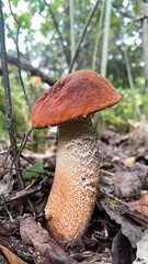 orange cap boletus