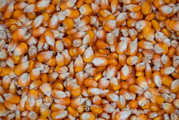 macro image of dry corn seeds. close up image of maize seeds.