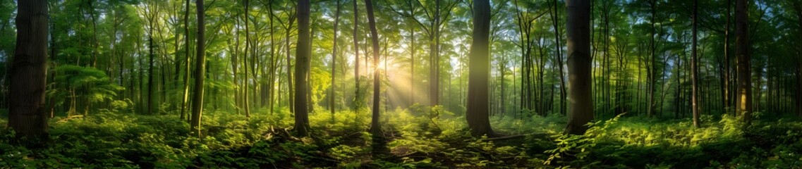 Obraz premium Panoramic photograph of a beautiful forest, with the sun shining through the trees, lush greenery, and vibrant colors
