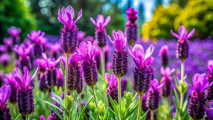 Obraz premium A garden bursting with beauty, showcasing lovely Spanish lavender flowers in vivid purple hues intertwined with lush