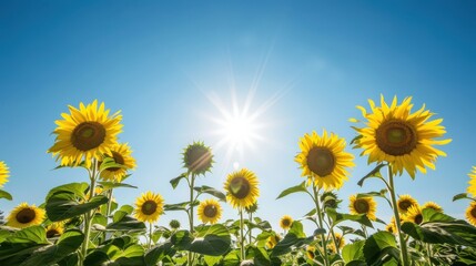 A vibrant field of sunflowers stands tall, their bright faces turned towards the sun under a clear blue sky, creating a picturesque summer scene.