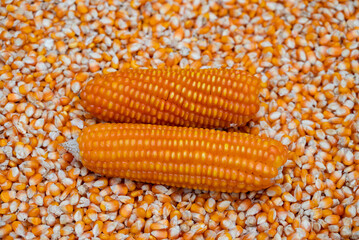 macro image of dry corn seeds. close up image of maize seeds.