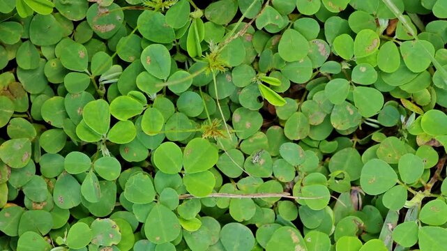 Desmodium triflorum with green small leaves in the field. Background and texture of mini leaf grass seen from above.