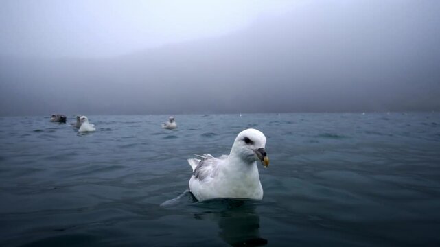 Close encounter with a curious fulmar floating on quiet and misty water.