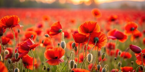 Fototapeta premium of a vibrant poppy field in red and black, poppy, field, flowers, vibrant, colors,nature, landscape, beauty, outdoors, foliage