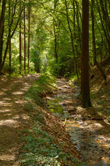 Zwischen Felbring und Käfermühle folgt der 