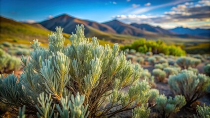 Macro detail of sagebrush leaves on Sutton Mountain in the Great Basin High Desert of the Columbia Plateau