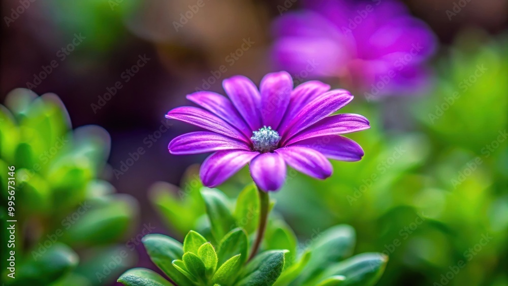 Wall mural Close up of a small purple flower in a garden, purple, flower, close up, garden, nature, bloom, petals, macro, vibrant