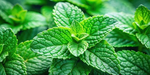 Close up of vibrant fresh mint leaves , mint, herb, plant, green, leaves, up close, close-up, close up, fresh, vibrant