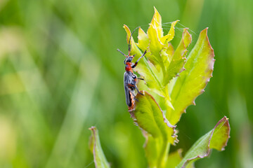 Weichkäfer - Cantharidae