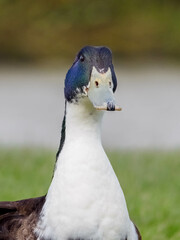 Mallard duck portrait