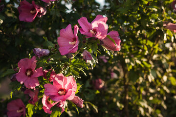 Pink Hibiscus flowers in the garden. Close-up