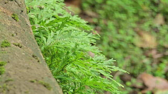 Ferns in the forest. Close-up of Selaginella kraussiana natural floral fern
