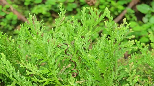 Selaginella kraussiana. Green leaves pattern background.