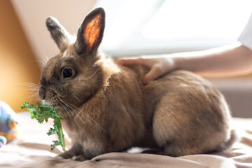 A domestic rabbit eats cabbage. Pet concept.