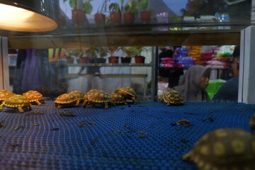 baby turtle walk in the aquarium