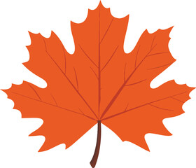 Obraz premium autumn maple leaf