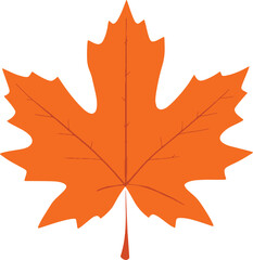 maple leaf isolated on white