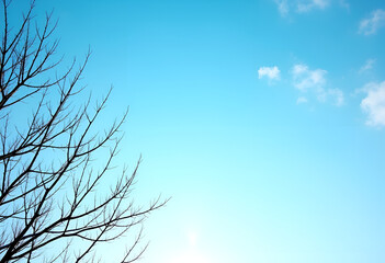 Bare tree branches silhouetted against a bright blue sky with fluffy clouds