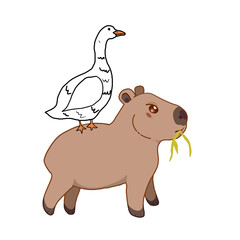 A pretty capybara. Funny capybara, a charming exotic animal, swimming, standing and sitting