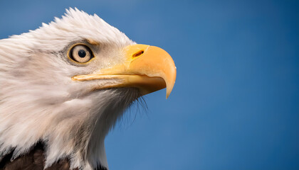 Fototapeta premium 精悍なハクトウワシの顔