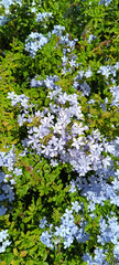 gros plan sur un massif de fleurs violettes, Plumbago ou dentelaire du Cap