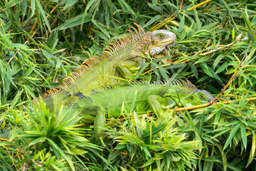 leguan hunting at a tree in the jungle