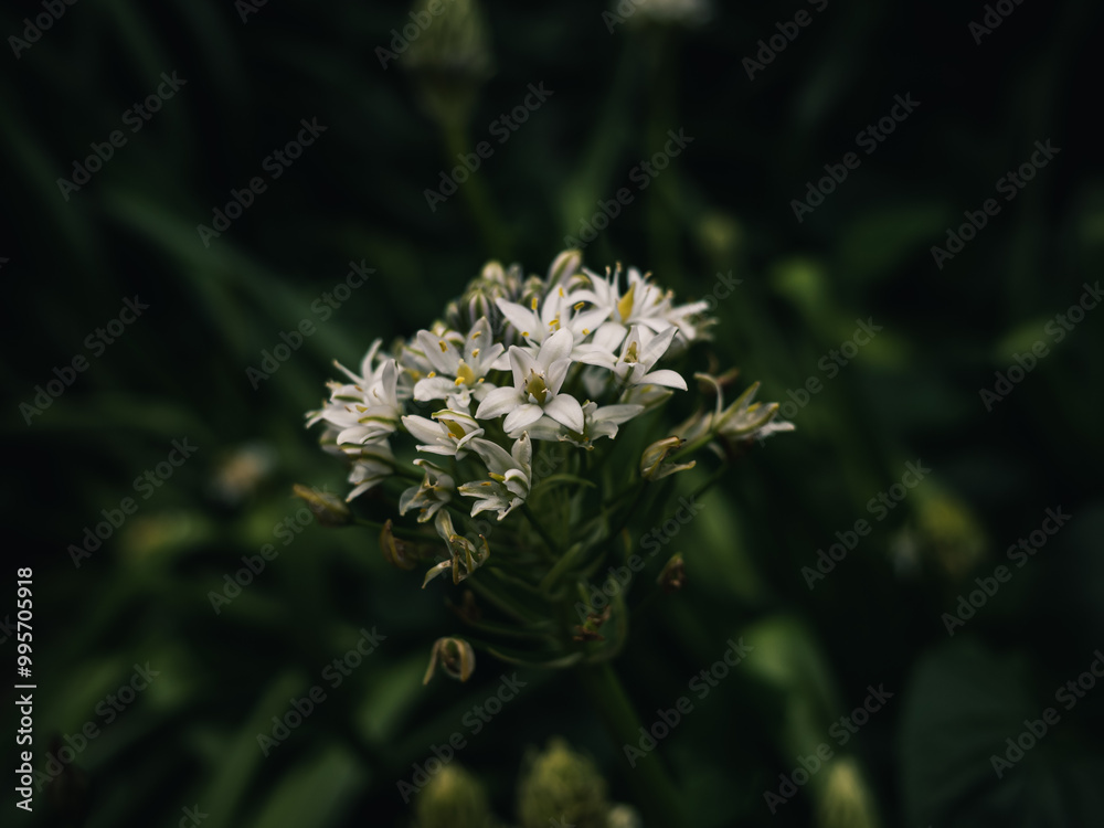 Canvas Prints Spring flowers in the garden