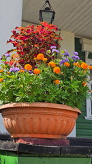 Pelargonium in a pot