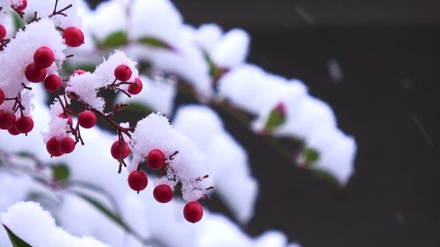 Heavenly Bamboo with snowing weather in winter. 4K