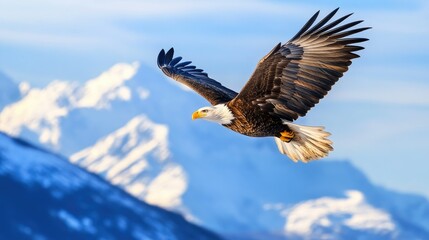 Obraz premium A majestic bald eagle soaring high above a mountain range, its wings spread wide against a bright blue sky.