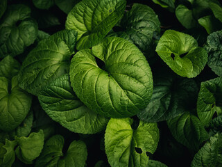 green leaves background
