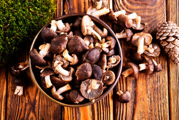 Mushrooms Tricholoma, edible mushroom in the autumn forest.