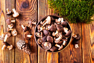 Mushrooms Tricholoma, edible mushroom in the autumn forest.