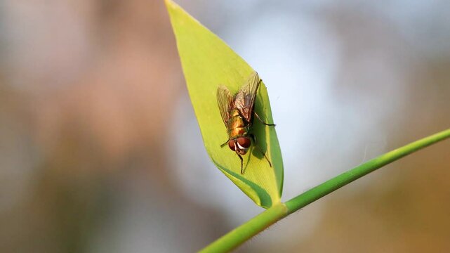 Green Bottle Fly on Leaf