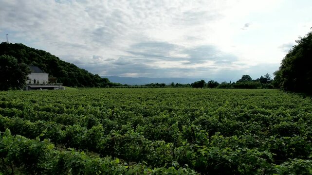 A drone capturing stunning views of the vineyards in Napareuli, northeastern Georgia.