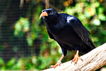 Image of a Red-billed Chough bird (scientific name Pyrrhocorax pyrrhocorax), in captivity in a wildlife centre, from the Corvidae family.