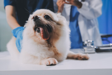 Closeup shot of veterinarian hands checking dog by stethoscope in vet clinic