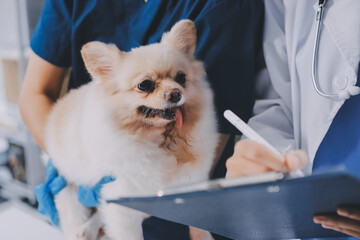 Closeup shot of veterinarian hands checking dog by stethoscope in vet clinic