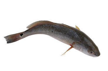 Raw red drum fish isolated on white background
