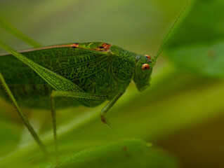 Grüne Heupferd - Tettigonia viridissima