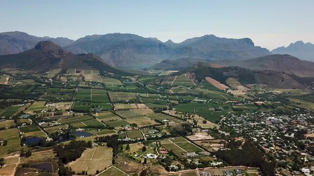 Vineyard in South Africa