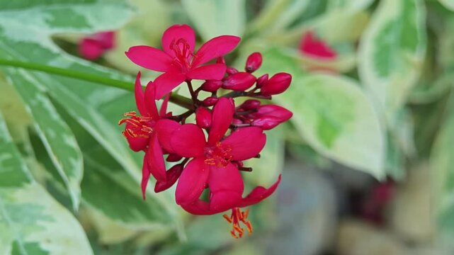 Peregrina plant or Jatropha integerrima in the garden.