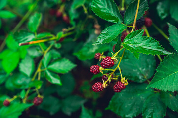 Unripe red blackberry growing in the garden. Selective focus.
