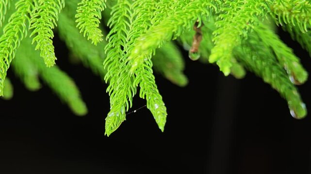 The leaves of Araucaria excelsa or Norfolk pine with rain drop.