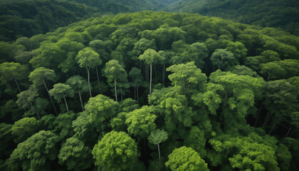 Obraz premium Forêt verte luxuriante colline montagne amazonie vue de haut oiseau.
