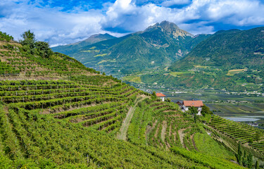 Landscape of wine yard  at South Tyrol, Italy seen from famous Waalwege hiking trail.