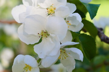 apple tree blossom