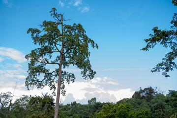 This vibrant collection showcases the rich biodiversity of tropical landscapes. Immerse yourself in the lush greenery, from towering trees and serene ponds dotted with lily pads to exotic foliage.